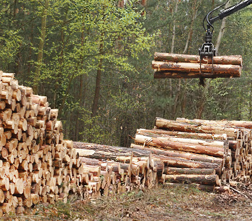 Timber Harvesting / Logging ​