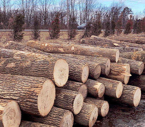 Timber Woodlot Appraisal